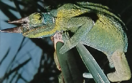 週刊アルファ大世界百科　224　