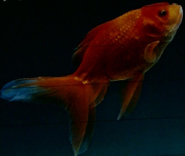 金魚の上手な飼い方