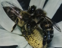 アルファ大世界百科 193　5/22号