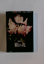 カラー　樹の花