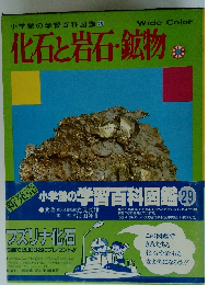 化石と岩石・鉱物