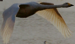 サライ　2008年3/6号