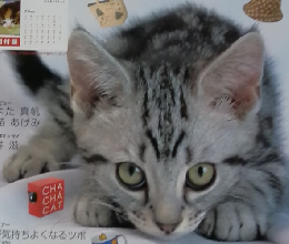 NEKO　2003年1月号