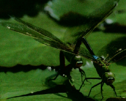 しぜん 8 とんぼ 