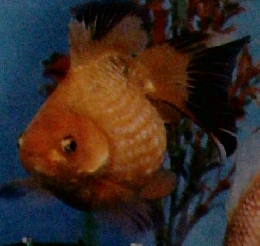 金魚の飼い方　ふやしろを鑑賞法