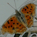 しぜん キンダーブック 3 じめんにいるむし