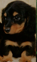 愛犬の 上手な育てかた