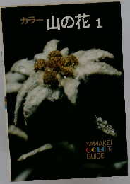 カラー 山の花 1