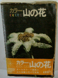 カラー山の花