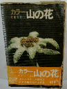 カラー山の花