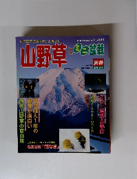 山野草とミニ盆栽 新春 2001 