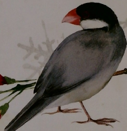 きょうの料理　2 