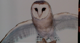 ブレーン　2010年5月号　Vol.598　