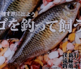 G.W.は宝石を捜す旅に出よう タナゴを釣って飼う