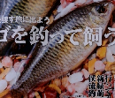 G.W.は宝石を捜す旅に出よう タナゴを釣って飼う