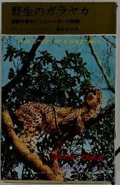 野生のガラヤカ