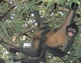 週刊朝日百科動物たちの地球42