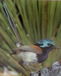 動物たちの地球 32　　鳥類ⅡI ⑧　ウグイス・ヒタキ・ツグミが