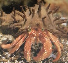 動物たちの地球 68　●無脊椎動物8 エビ・ヤドカリほか