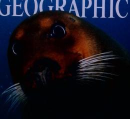 NATIONAL　GEOGRAPHIC　１９９７年３月　北極海のアゴヒゲアザラシ