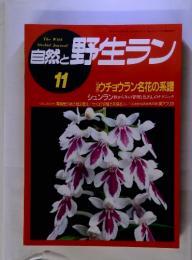 自然と野生ラン 11月号　ウチョウラン名花の系譜