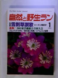 自然と野生ラン　2003年　1月　雪割草讃歌 シーズン間近か