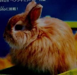 うさぎと暮らす　12　With　Rabbit!　2004　summer