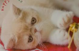 ねこのきもち　２０２２年１２月