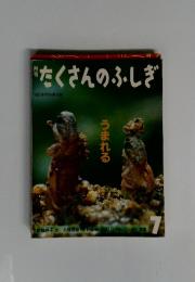 たくさんのふしぎ　1991年7月号(第76号)　うまれる