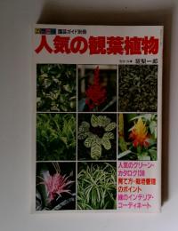 人気の観葉植物