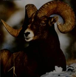 ANIMA.MAGAZINE OF NATURAL HISTORY 3