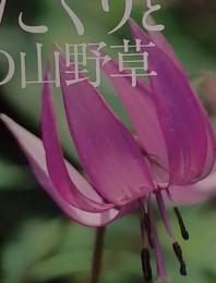 花百科　かたくりと春の山野草　4．1　2004