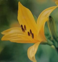 花百科25　2004年8月19日号