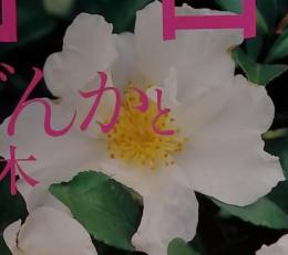 花百科 2004年11/25号