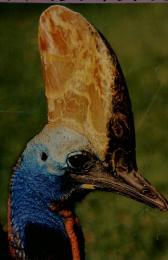 朝日百科動物たちの地球13 ダチョウ・アホウドリ ほか