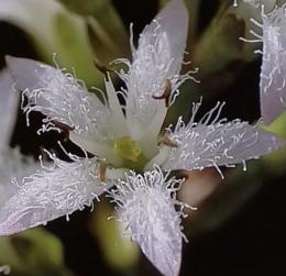 植物の世界 22　9月11日号　アサガオ ヒルスツカシワ