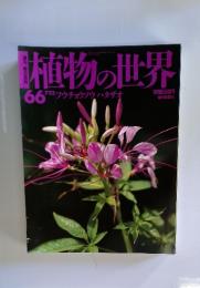 植物の世界　66　7月23日号　フウチョウソウハタザオ