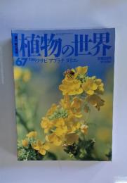 植物の世界67　7/30　ワサビ アブラナ ダイコン