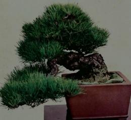 盆栽世界　1979年　1月号