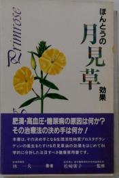ほんとうの月見草効果
