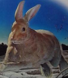 アニマ 1986年 12月号 NO.169 特集 ウサギ 伝統猟法 馬毛島のバッタ大発生 オオワシとオジロワシ 綴込「ウサギ」年賀状図案集