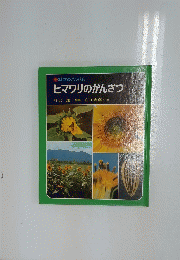 ヒマワリのかんさつ