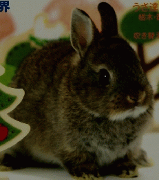 うさぎと暮らす　2010winter