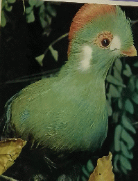 鳥類