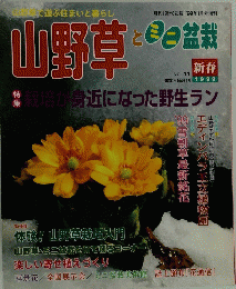 山野草 とミニ 盆栽