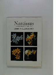 Narcissus