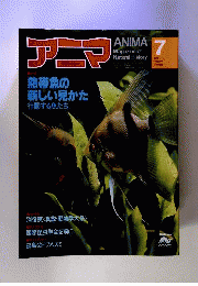 アニマ 　1981年 　7月号　 NO.100 特集:動物が教えてくれること K.ローレンツ 今西錦司 中西悟堂 日高敏隆