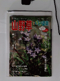 山野草とミニ盆栽 2008年 11月号  雑誌