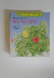 ゆうがたさく はな おしろいばな 月刊かがくのとも 496号