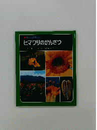 ヒマワリのかんさつ